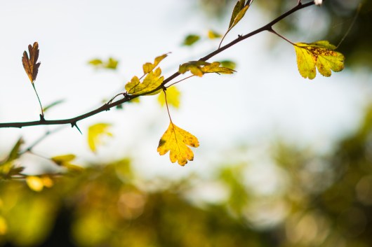 19102014-DSC_6830veg