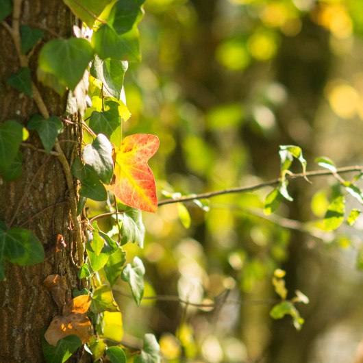 19102014-DSC_6864veg - Copie