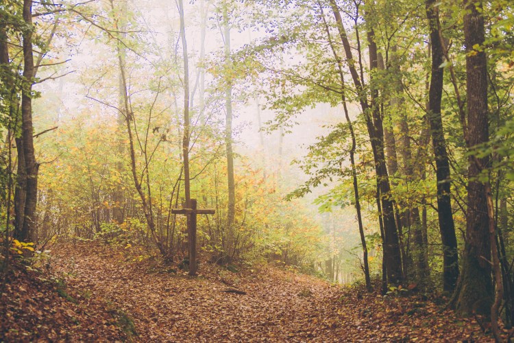 28102014-DSC_7294veg