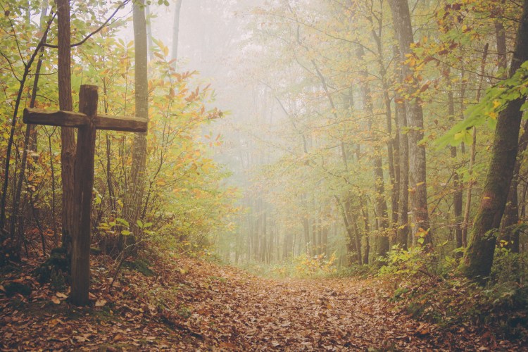 28102014-DSC_7412veg