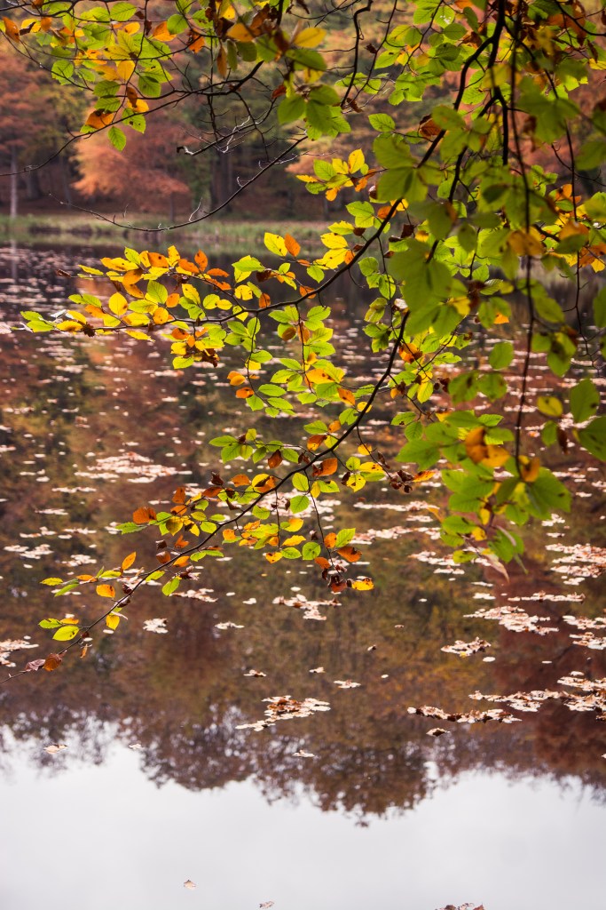 01112014-DSC_7696veg