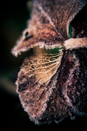 07122014-DSC_9874veg