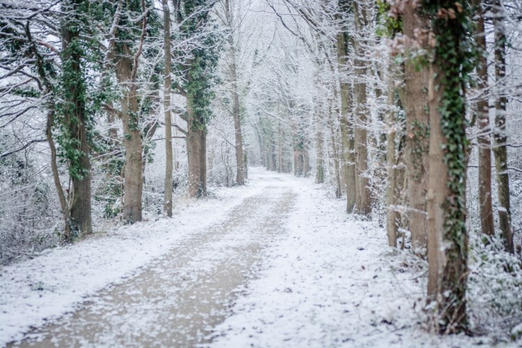 03022015-DSC_2192veg