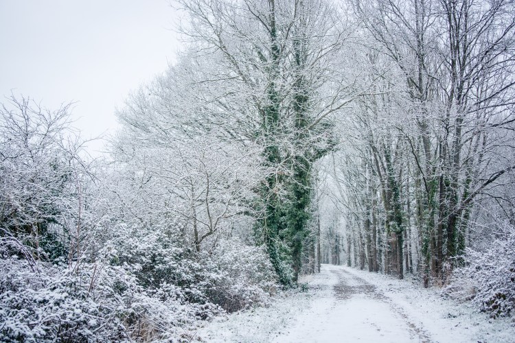 03022015-DSC_2201veg