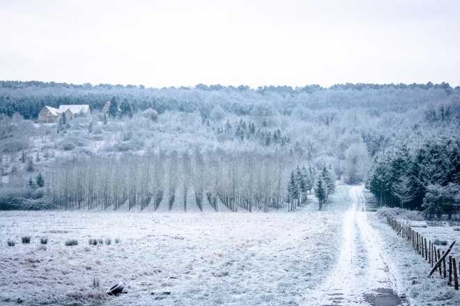 03022015-DSC_2205veg