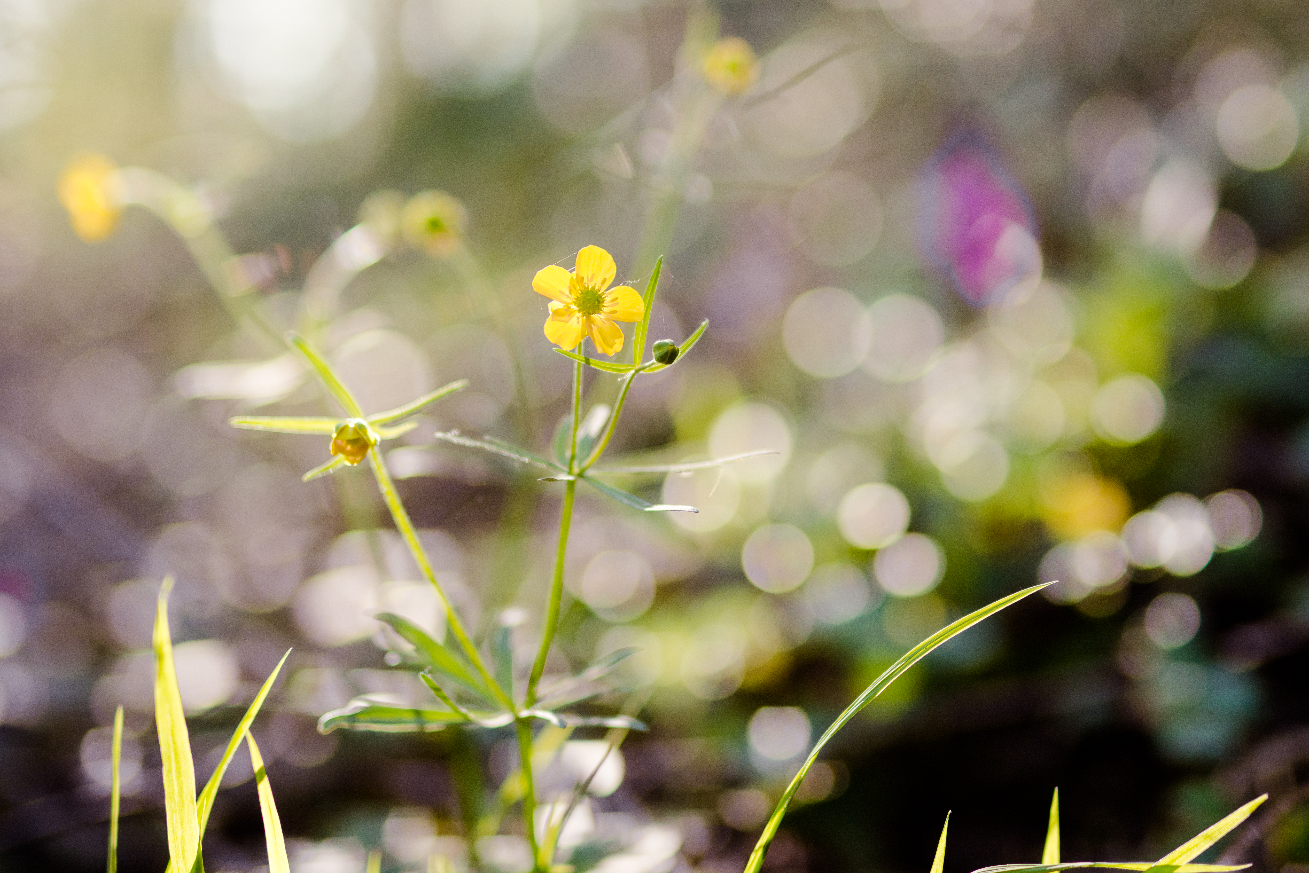 2017_04_12_12042017-DSC_1962sans titrePerché