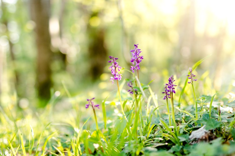 2017_04_12_12042017-DSC_1990sans titrePerché